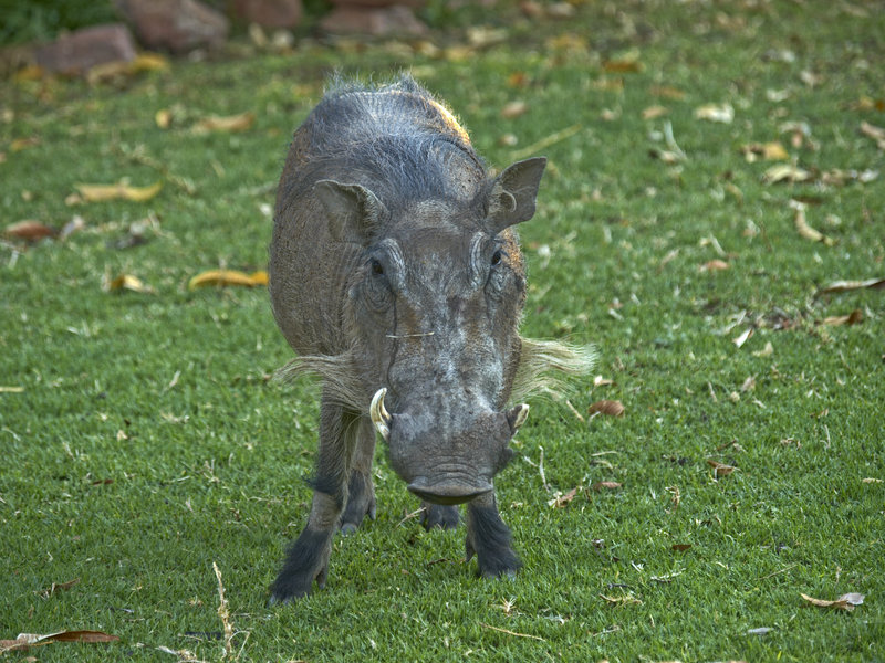 Warthog, Okonjima